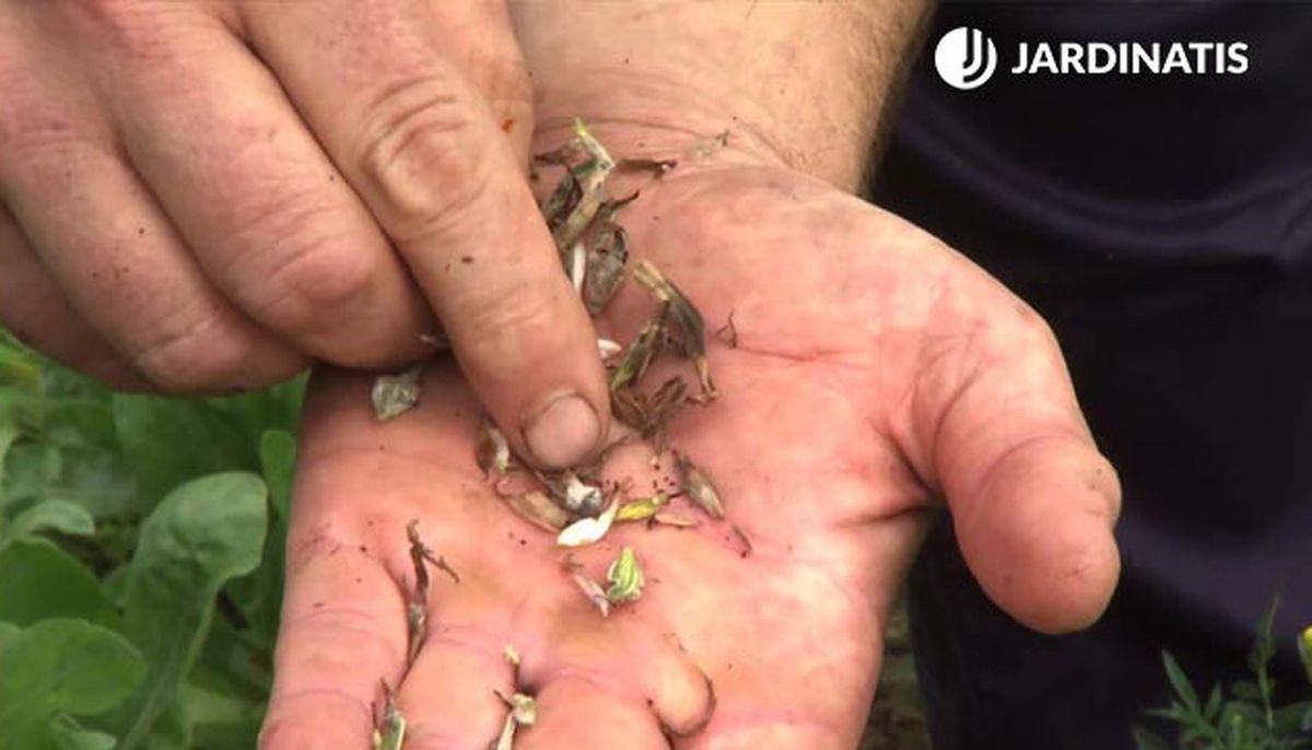 deco 748 jardin caracteristicas arreflo floral zinnias semillas