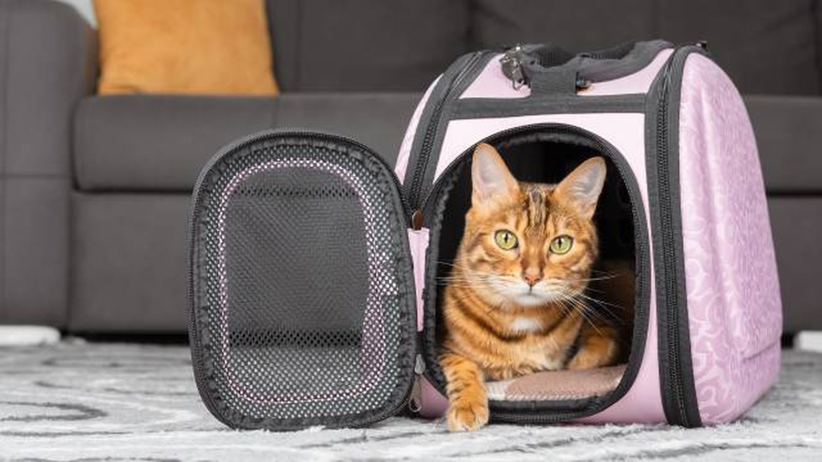 como acostumbrar al gato al transportin