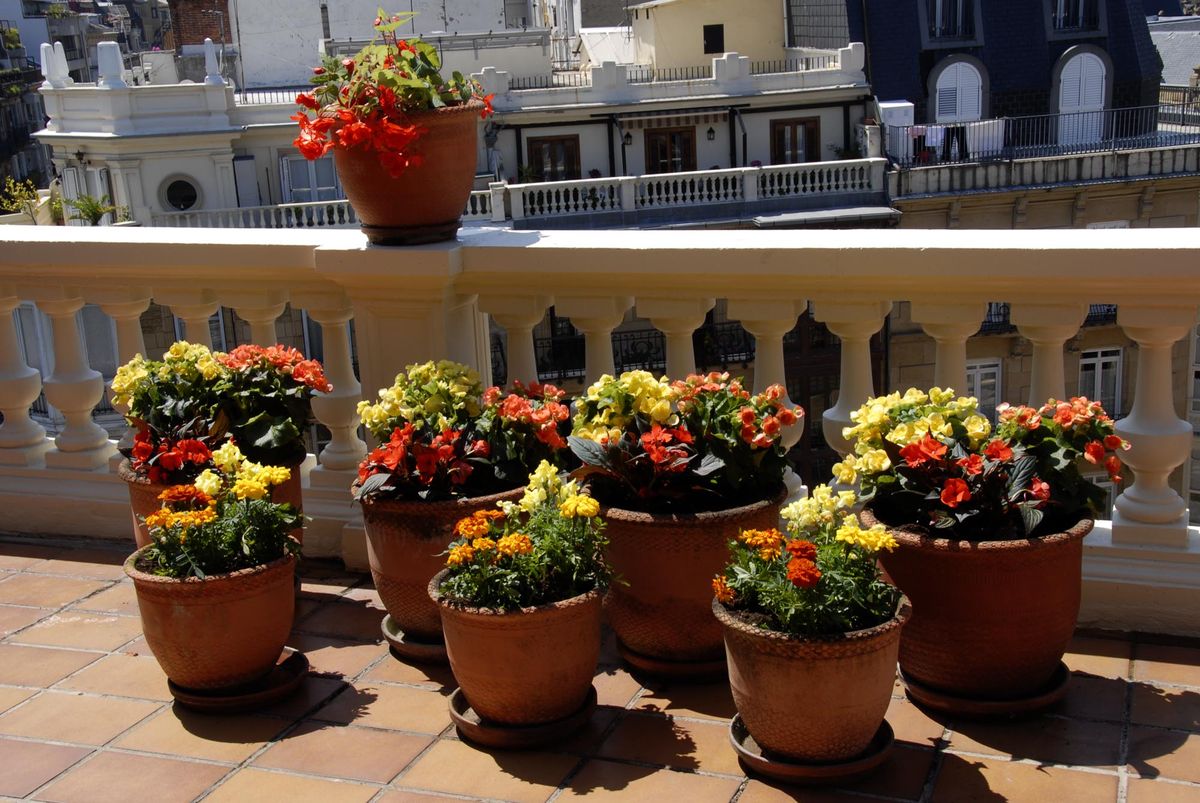deko 0250 jardineria decorar terraza begonia alegria detalle