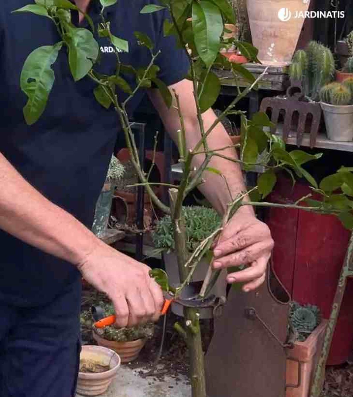 pinzar limonero en maceta