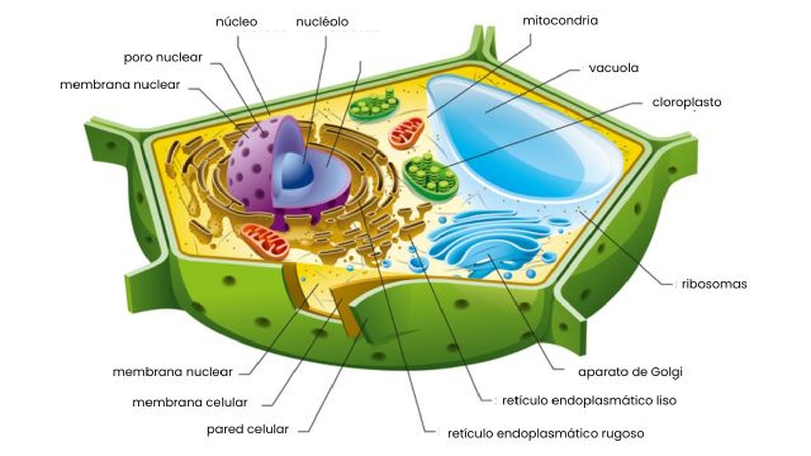 estructura de celulas vegetales