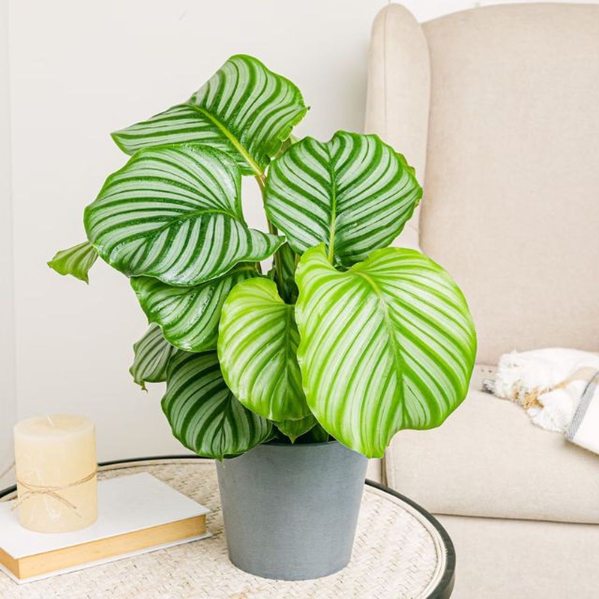 Calathea Orbifolia be green