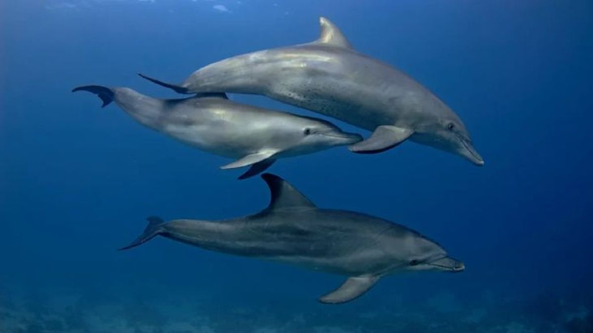 como duermen los animales 1