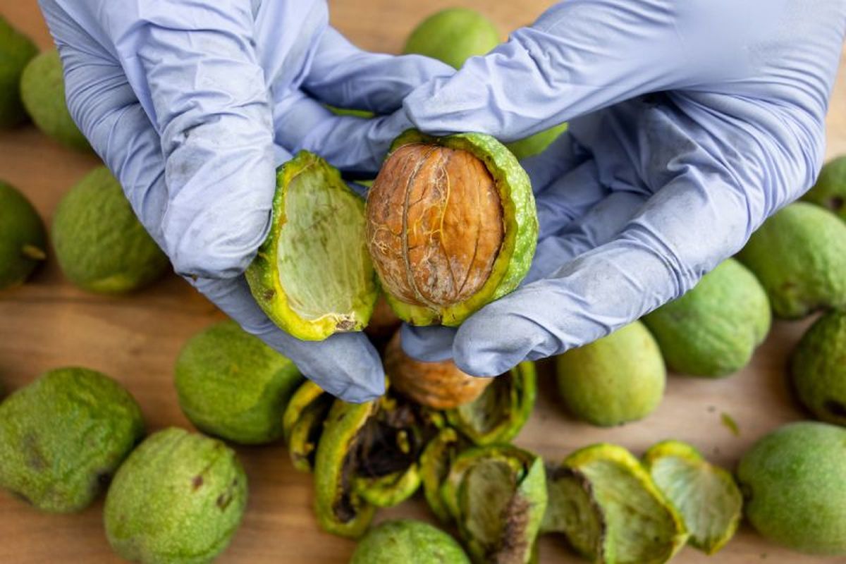 Retira la cáscara verde que las envuelve