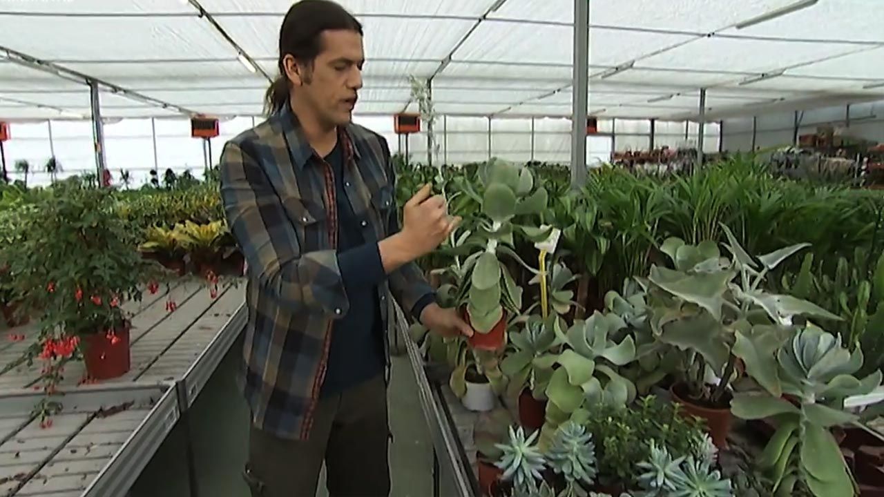 variedad kalanchoe follaje grande verde deco jardin 373
