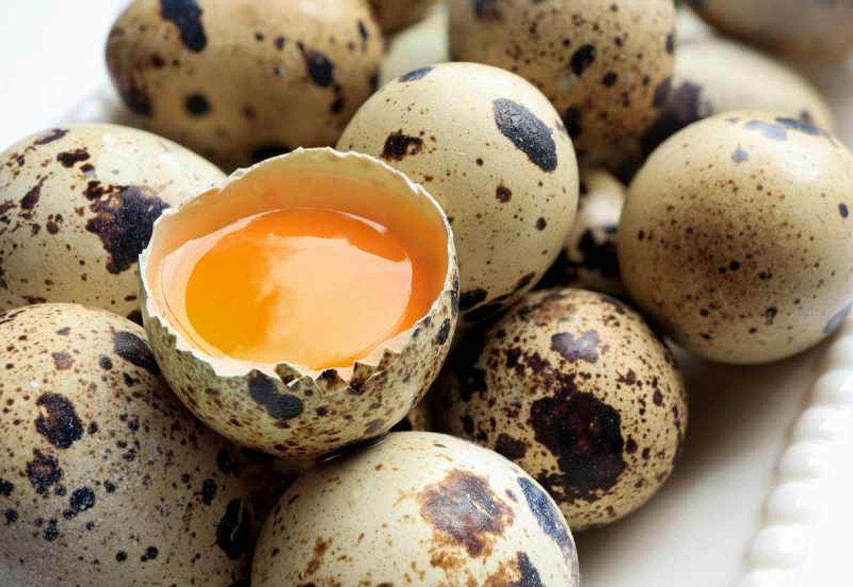 Cómo elegir huevos de codorniz