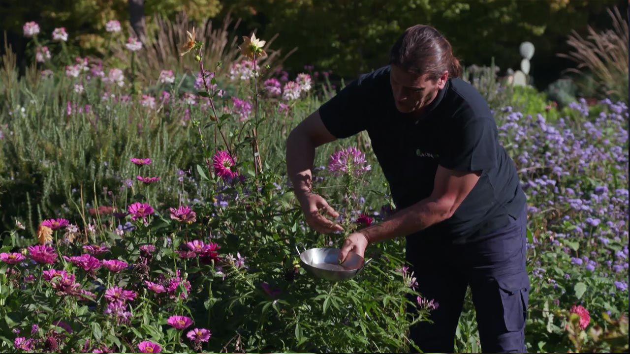 brico 1005 jardin cosecha semillas otono cleome rosa