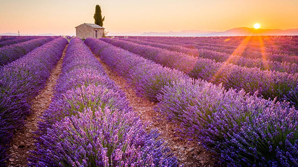 lavanda provenza floraciones espectaculares de europa
