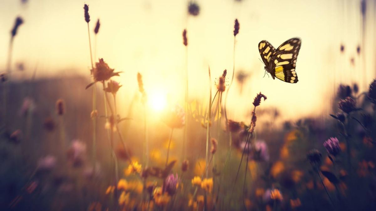 Los insectos juegan un papel importante en el ecosistema de nuestro planeta