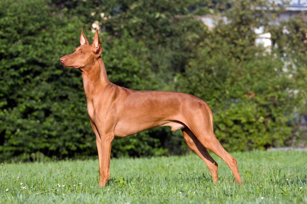podenco andaluz xl