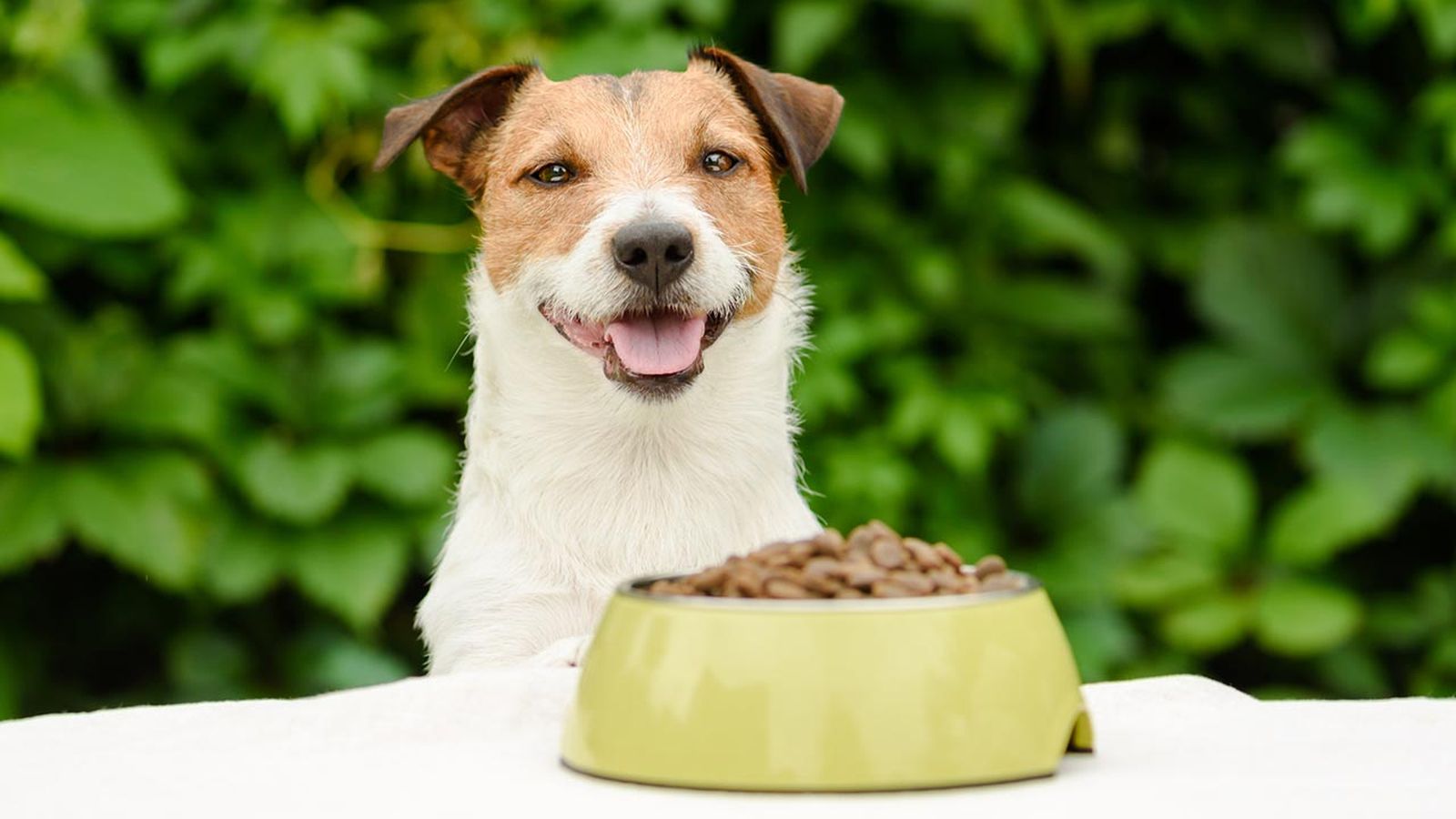 beneficios alimentacion natural perros portada