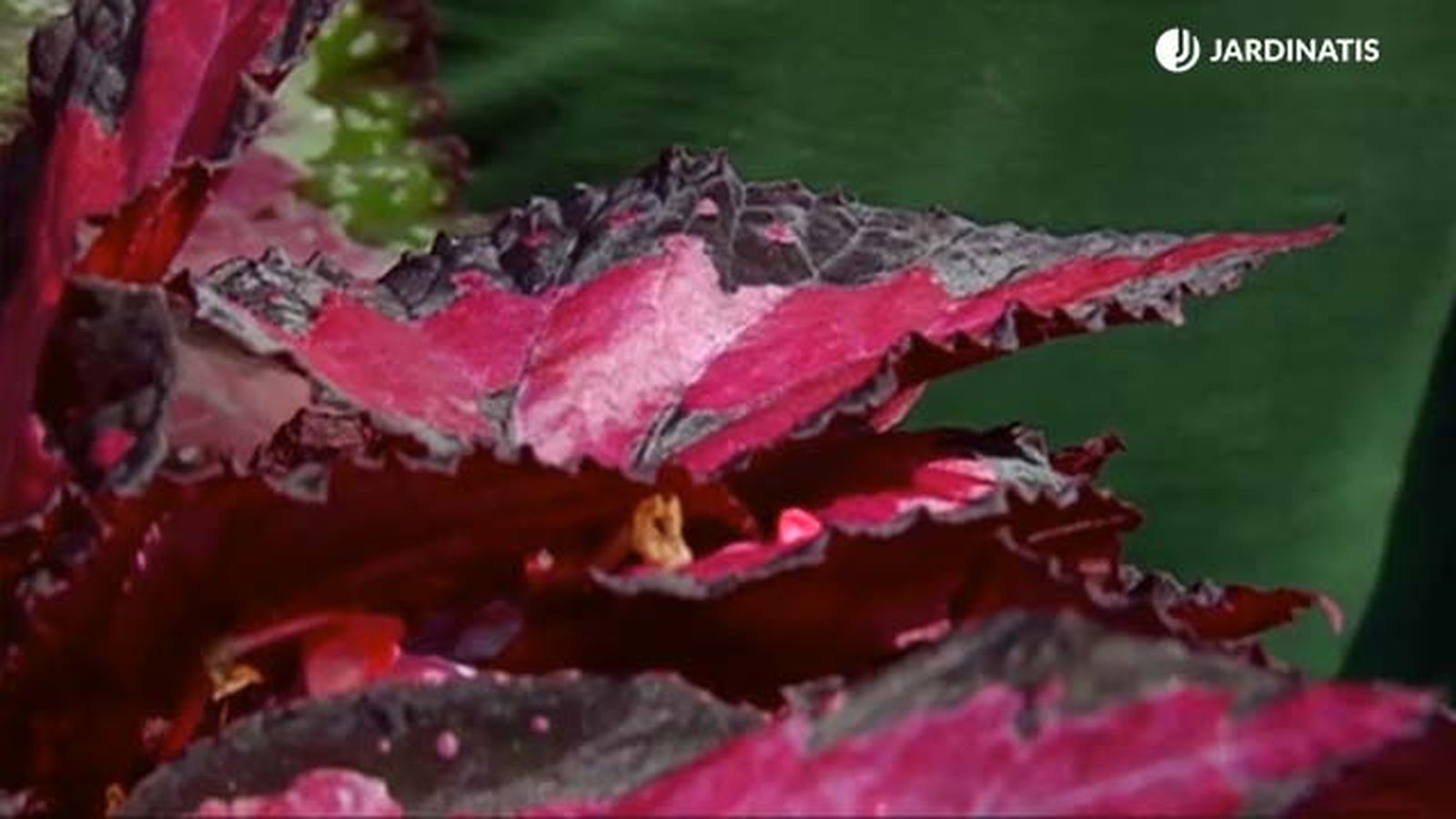 hoja de begonia rosa negro rex brico 688 jardinatis