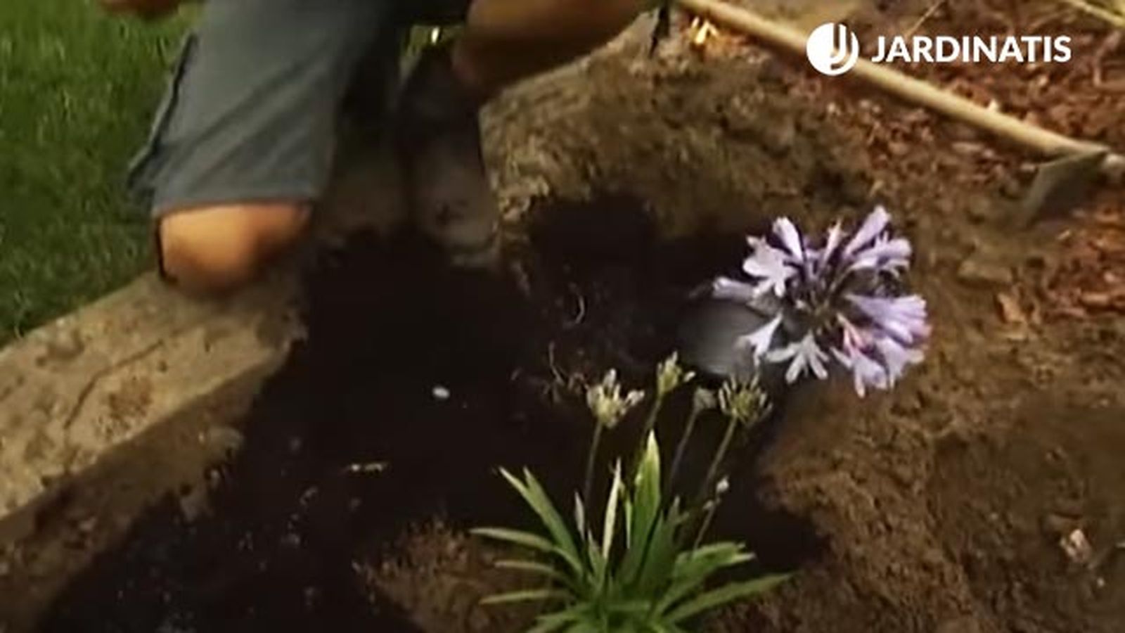 agapanthus plantacion en parterre brico