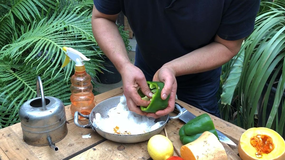 germinar semillas pimiento con papel higienico