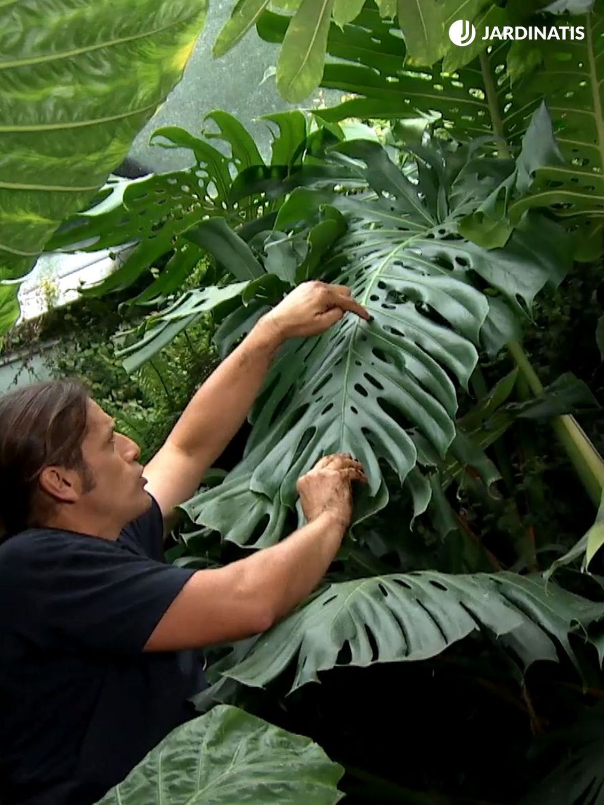 costilla de adan planta interior casas grandes
