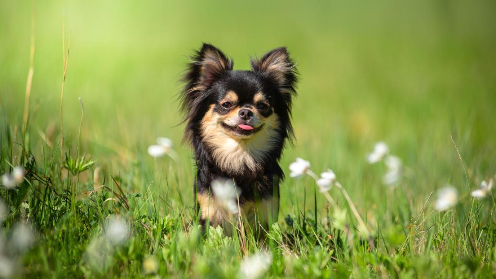 perro mas pequeno del mundo