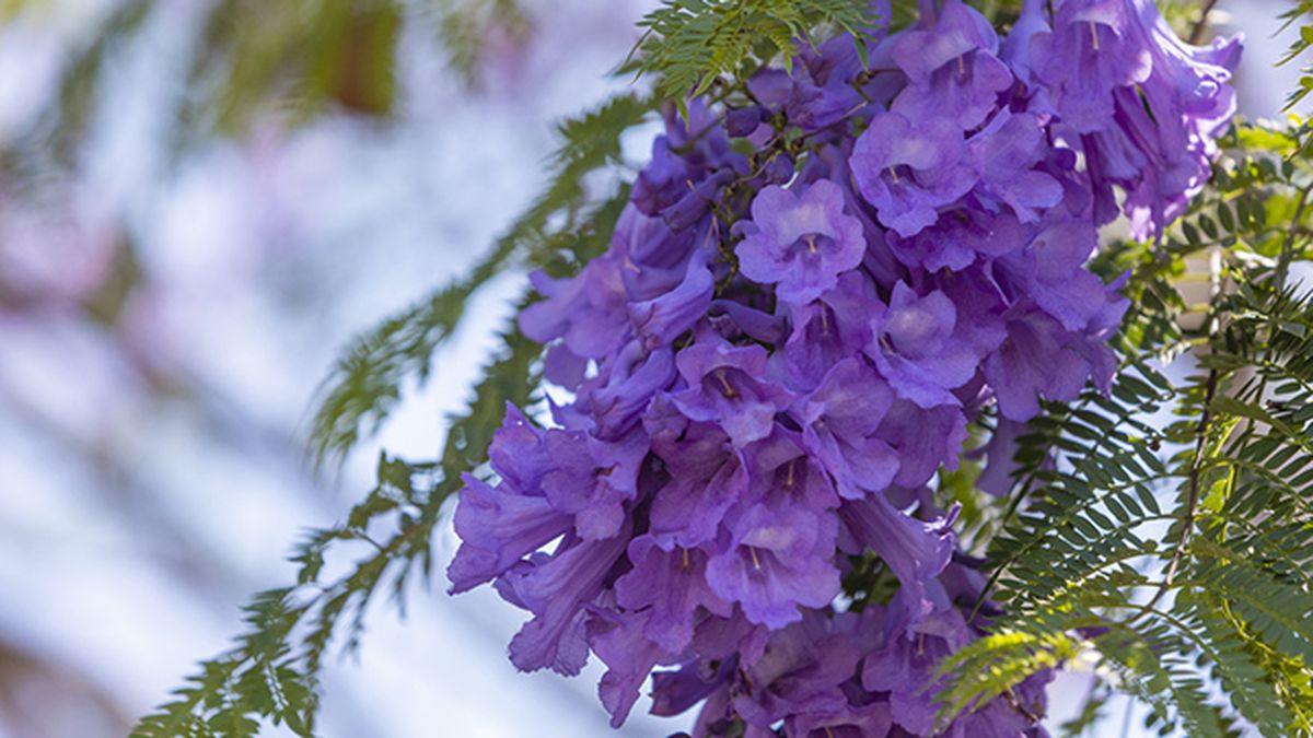 flores de jacaranda