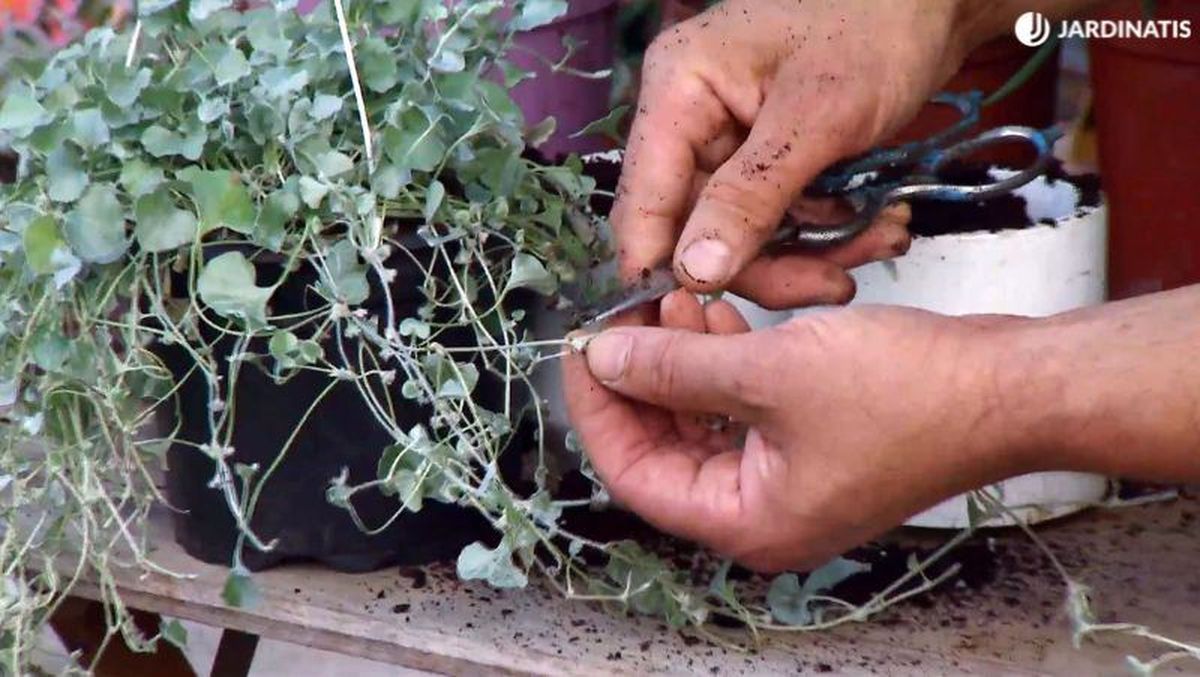 Cortar tallos de la dichondra