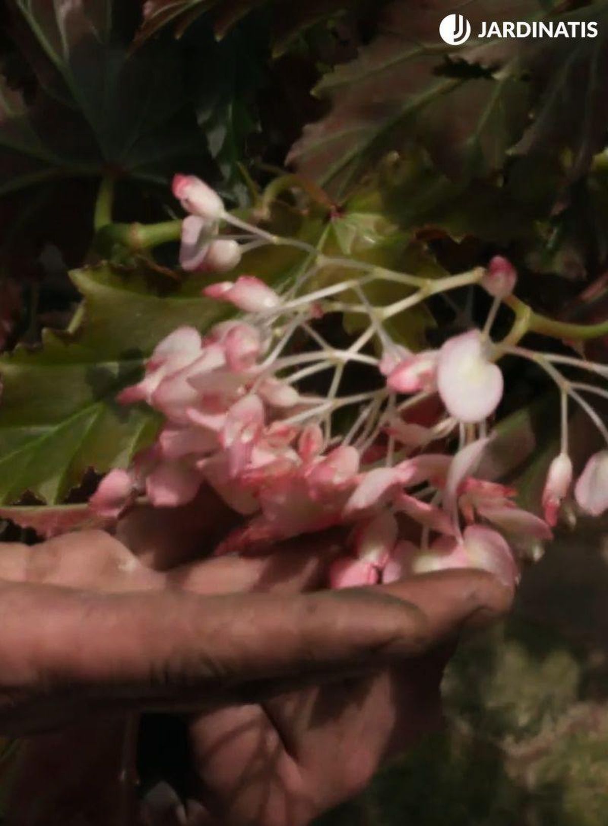 Son flores comestibles con toque ácido