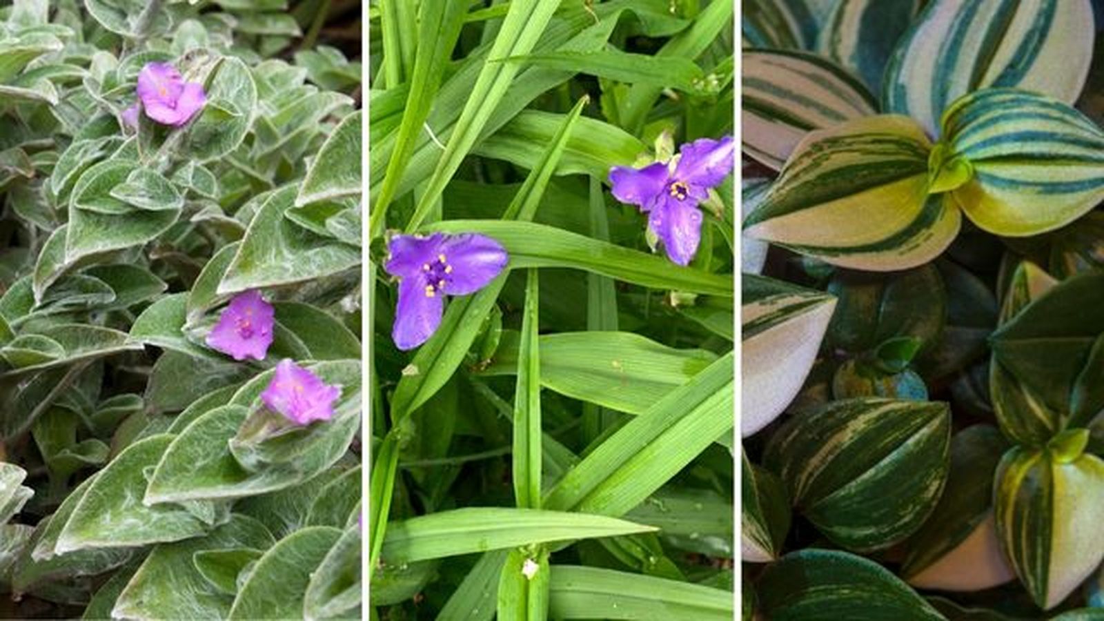Tradescantia sillamontana tradescantia virginiana tradescantia fluminensis