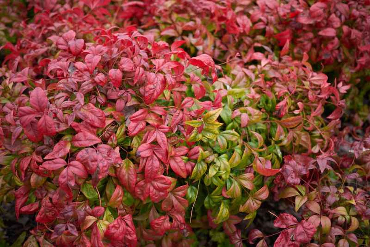Nandina domestica