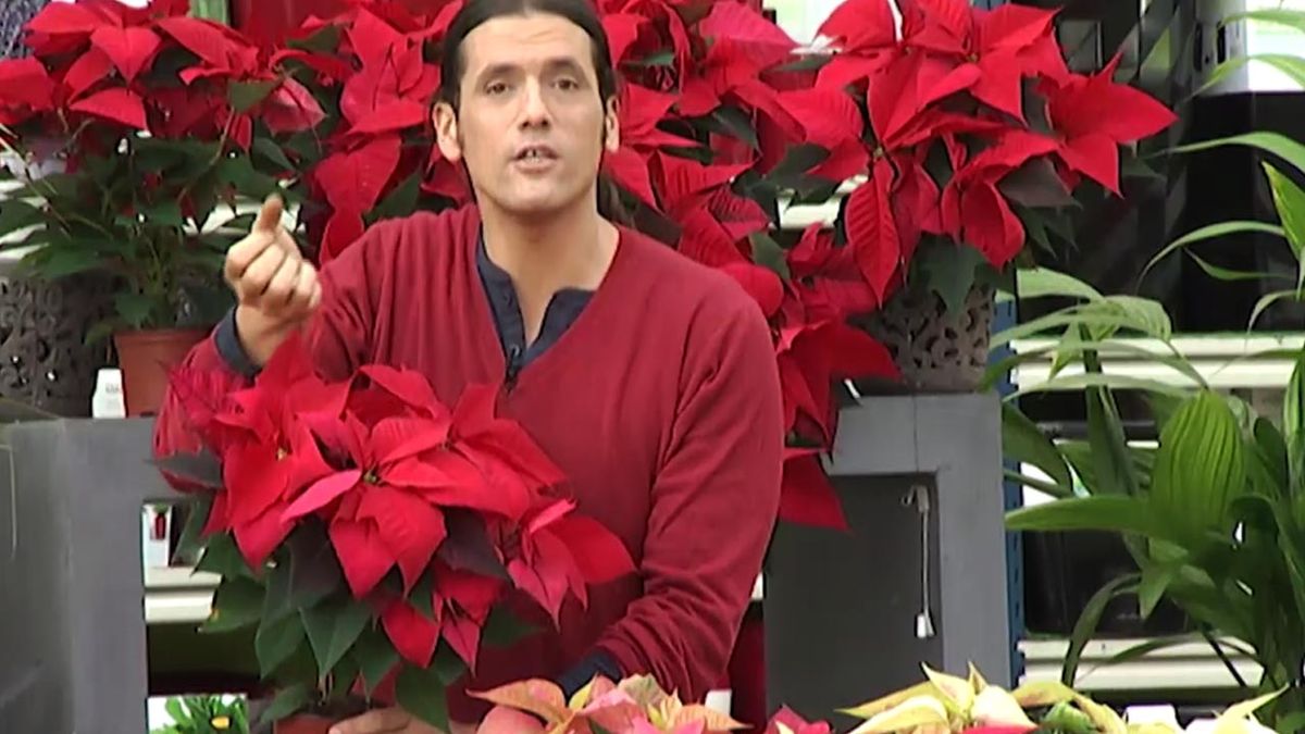 deco 414 hojas de la flor de pascua