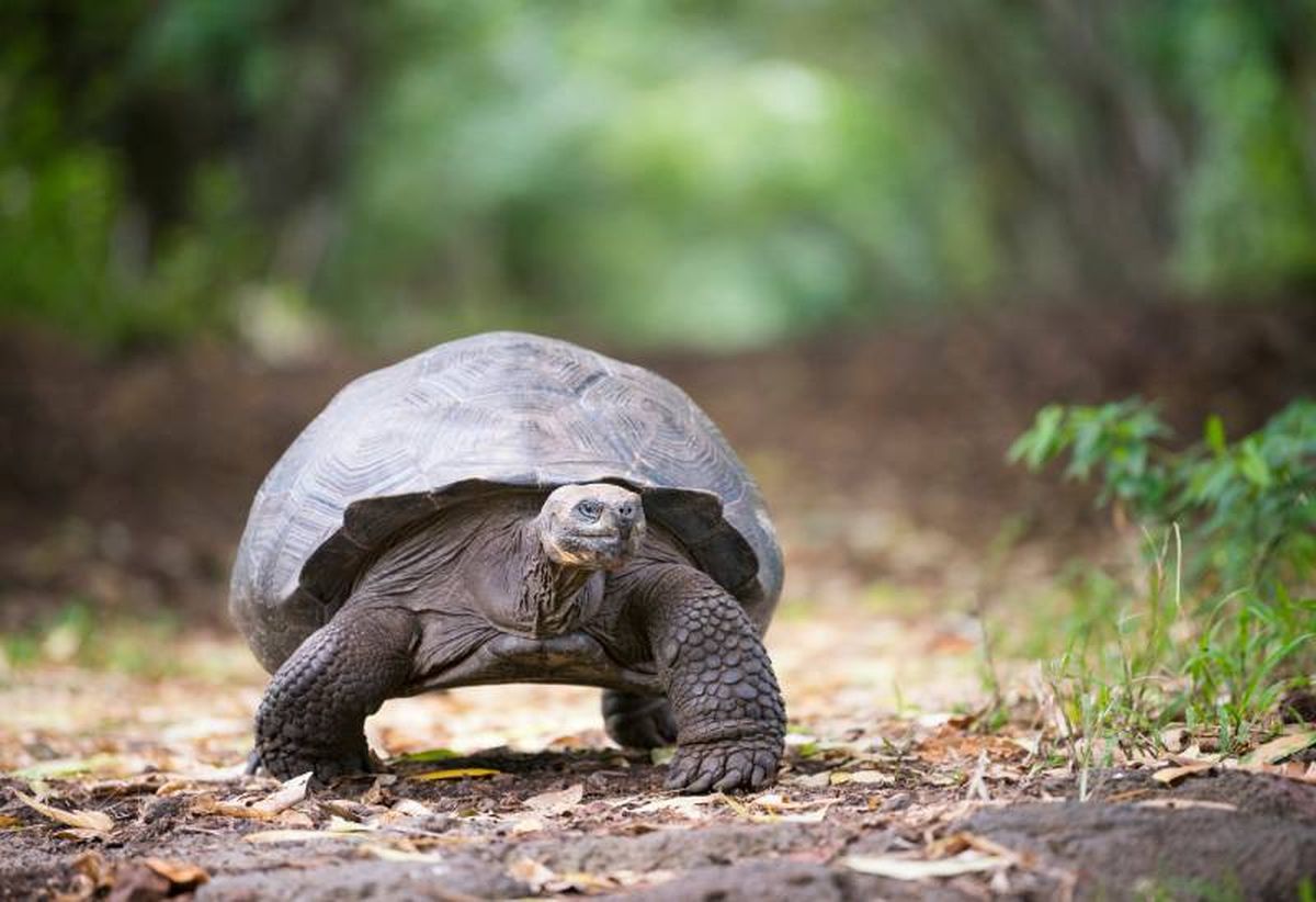 Se trata realmente de 10 especies distintas de tortugas en las que tenemos constancia.