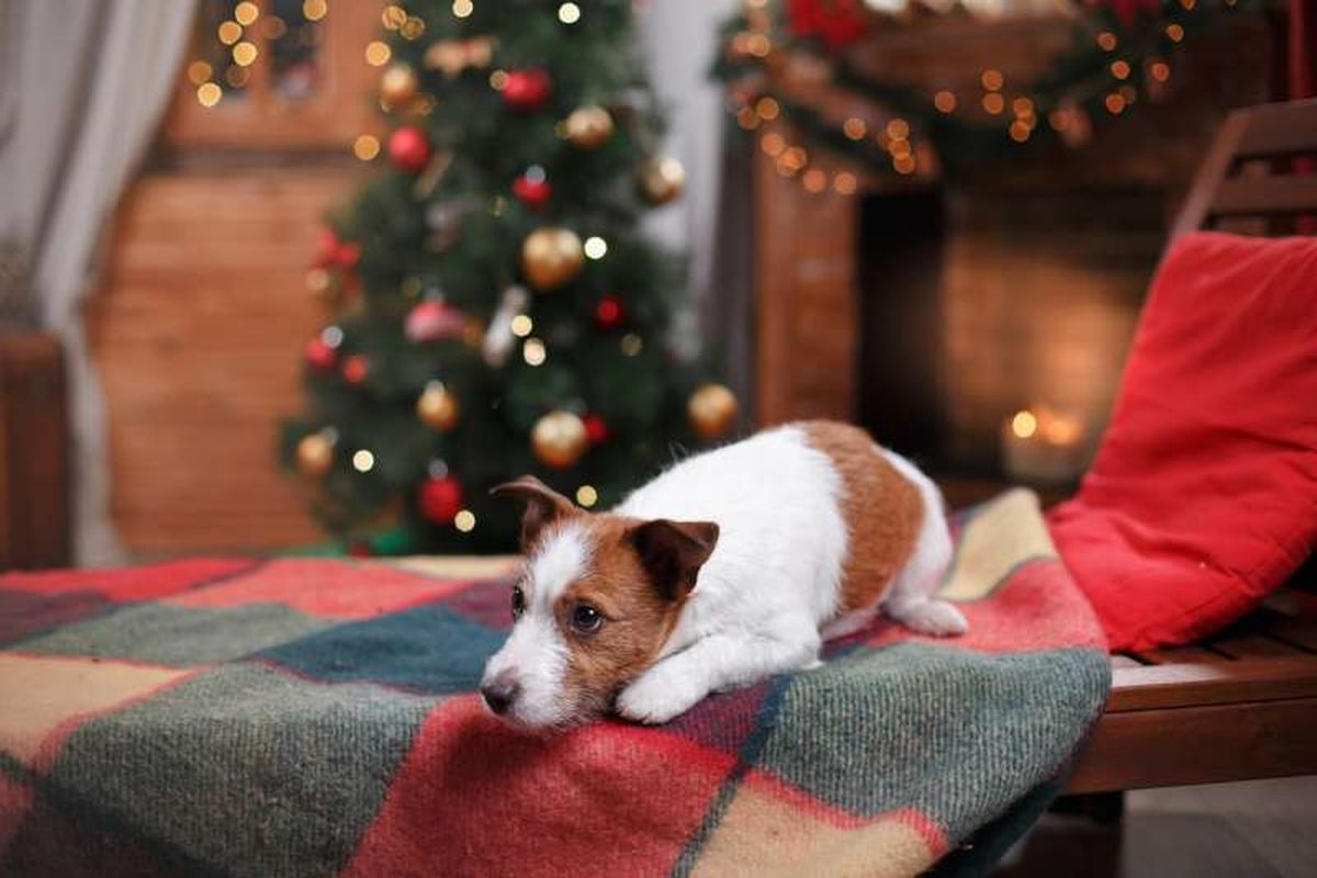 Perro tumbado sobre una manta en un salón con decoración navideña tradicional.