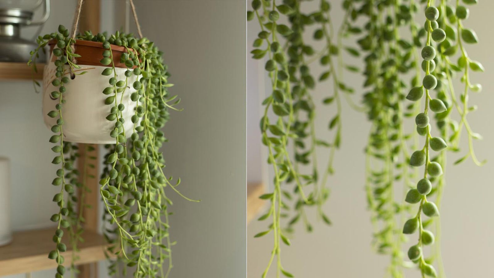 caracteristicas cuidados senecio rowleyanus