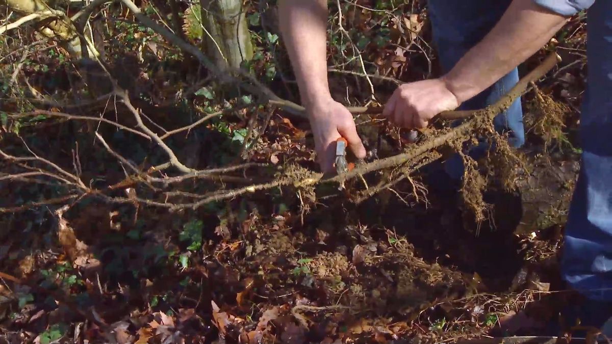 decogarden 0647 acodo tecnica reproduccion acodo magnolia soulangeana susan planteles