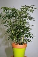 cheflera p2