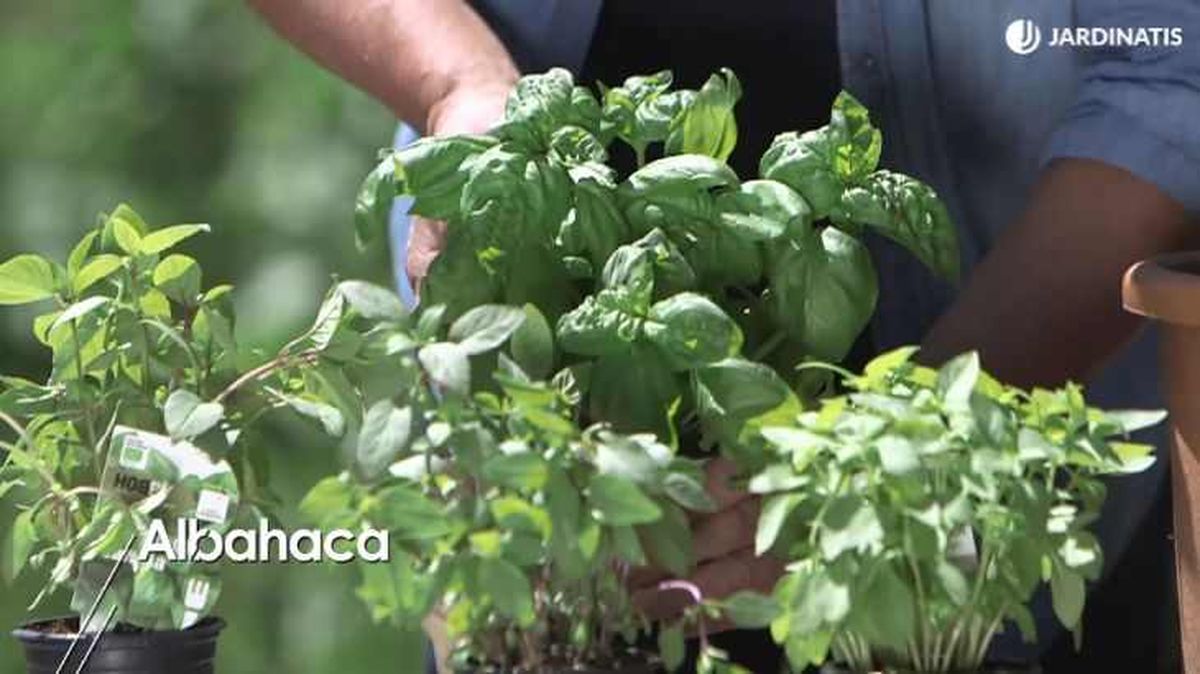 Plantas de albahaca