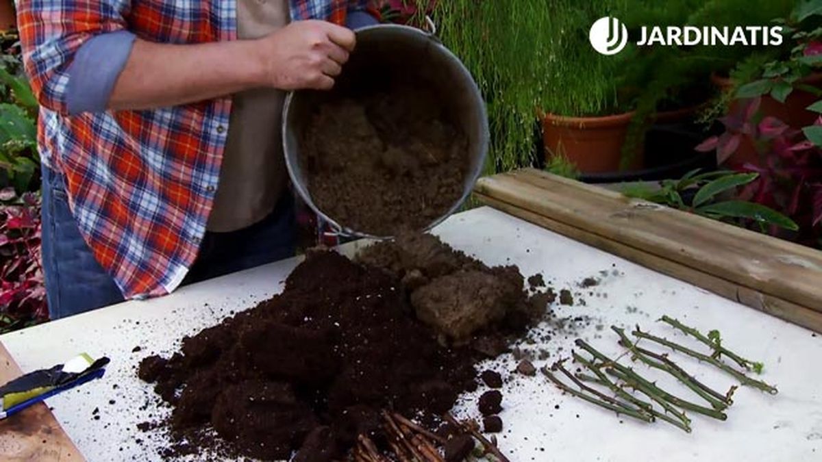 sustrato para el enraizamiento esquejes hortensia deco 645 jardin