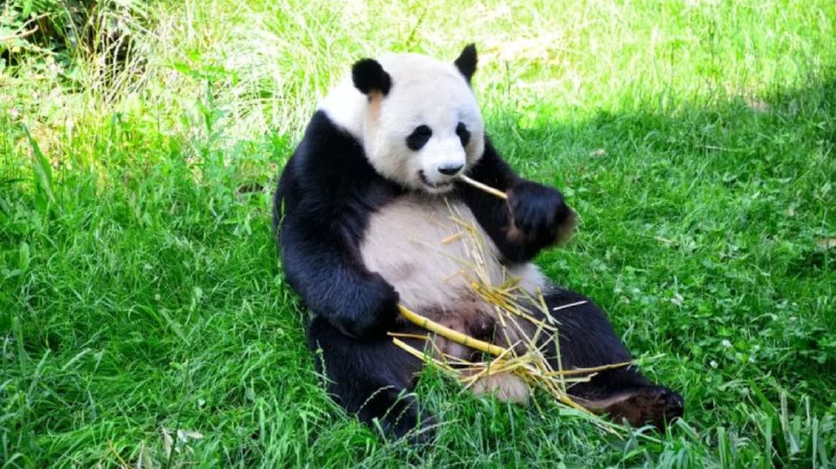 curiosidades del oso panda 2