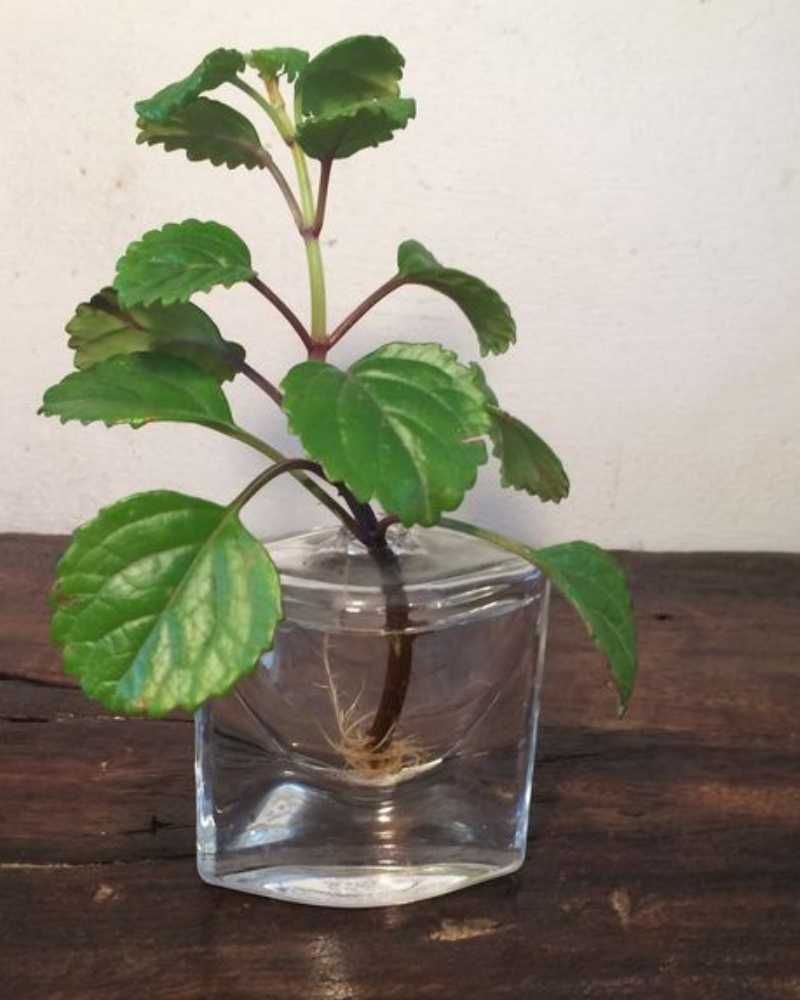 ideas reutilizar bote perfume esqueje planta
