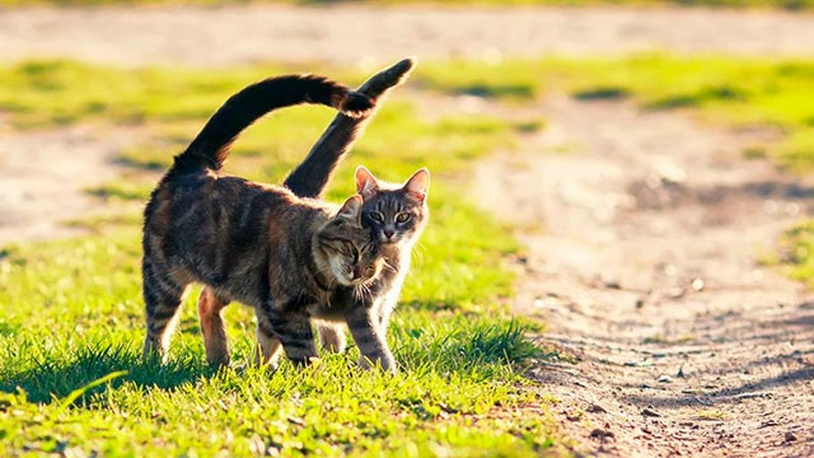 gatos celo