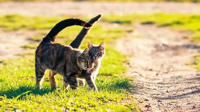 gatos celo
