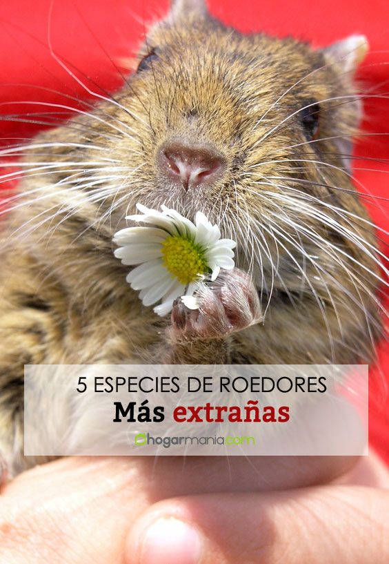 roedores mas extranos pin