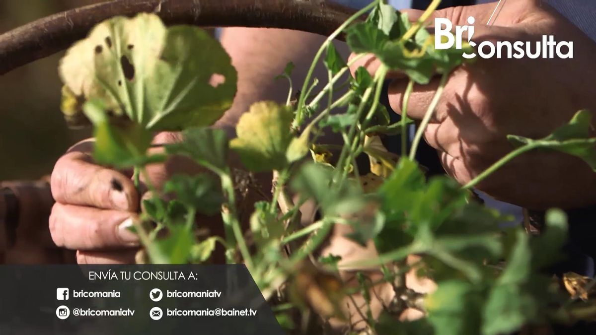 975 jardineria briconsulta hojas amarillas taladro geranio