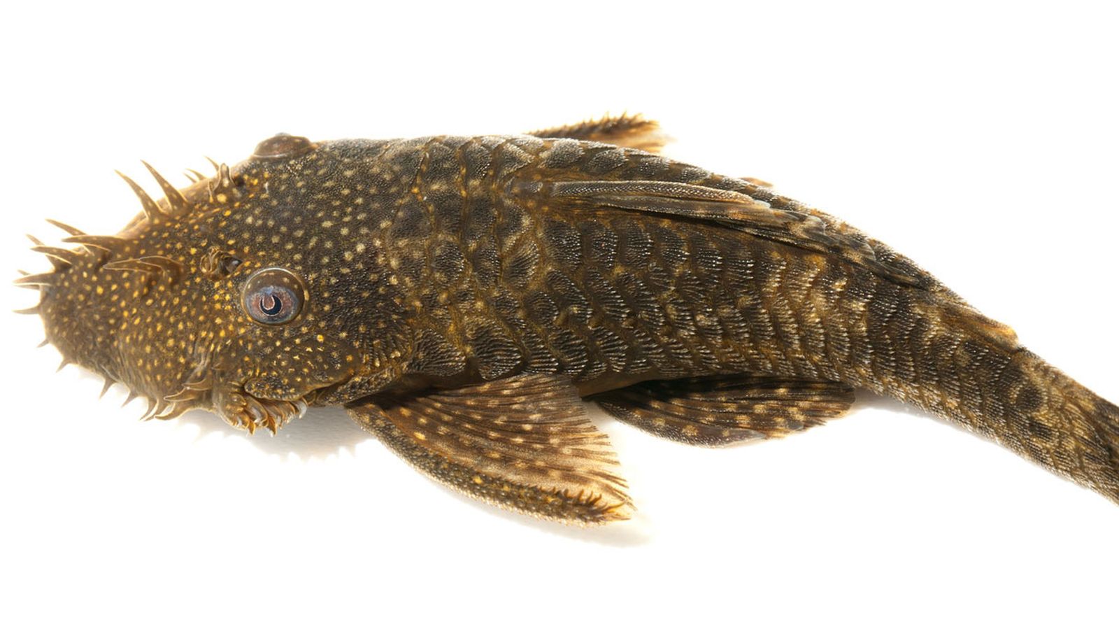 plecos