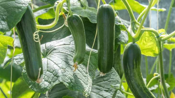 Planta de pepino en la huerta