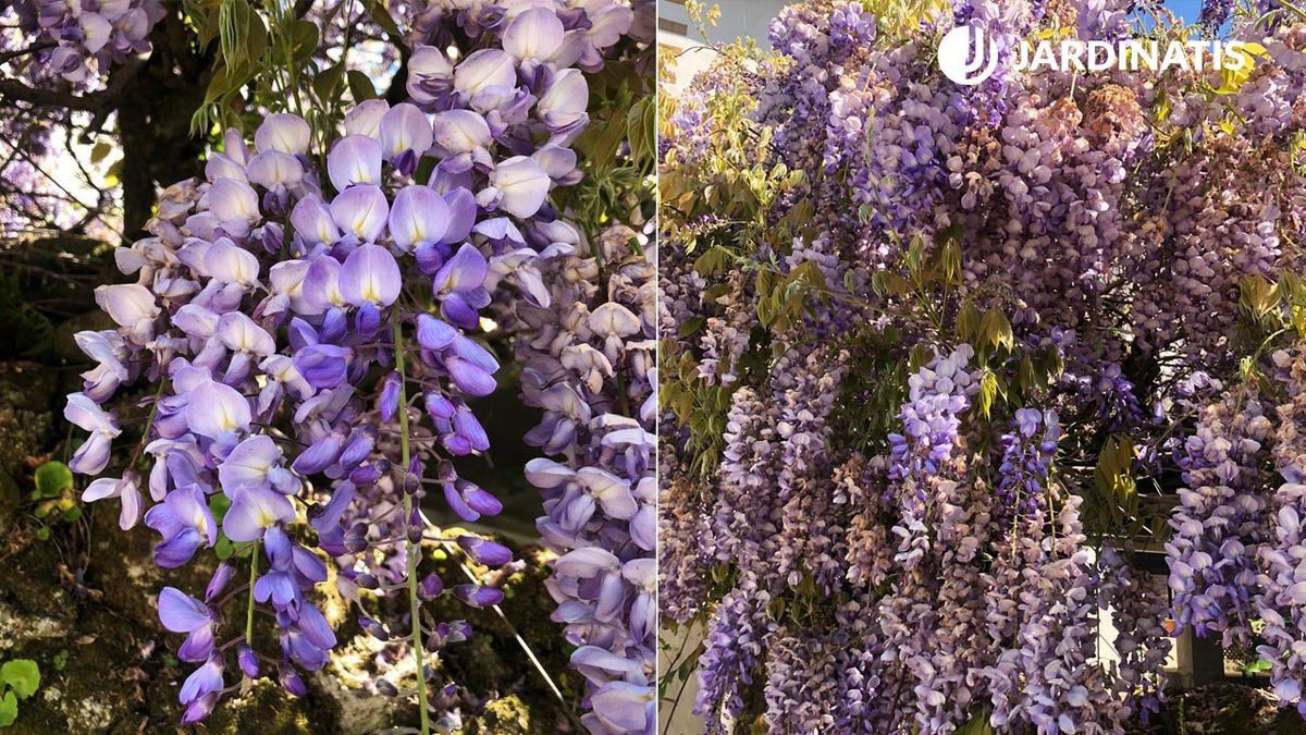 wisteria glicina caracteristicas cuidados poda reproduccion xl brico 364 jardin