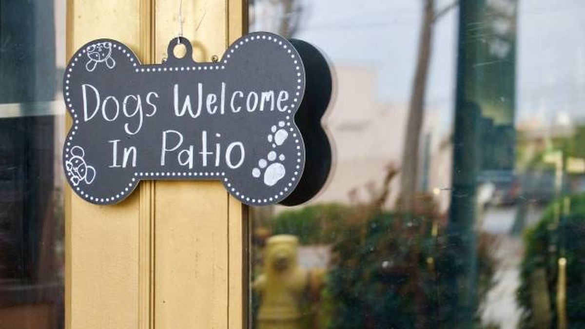 cartel permiso acceso perros a bares y establecimientos hosteleria