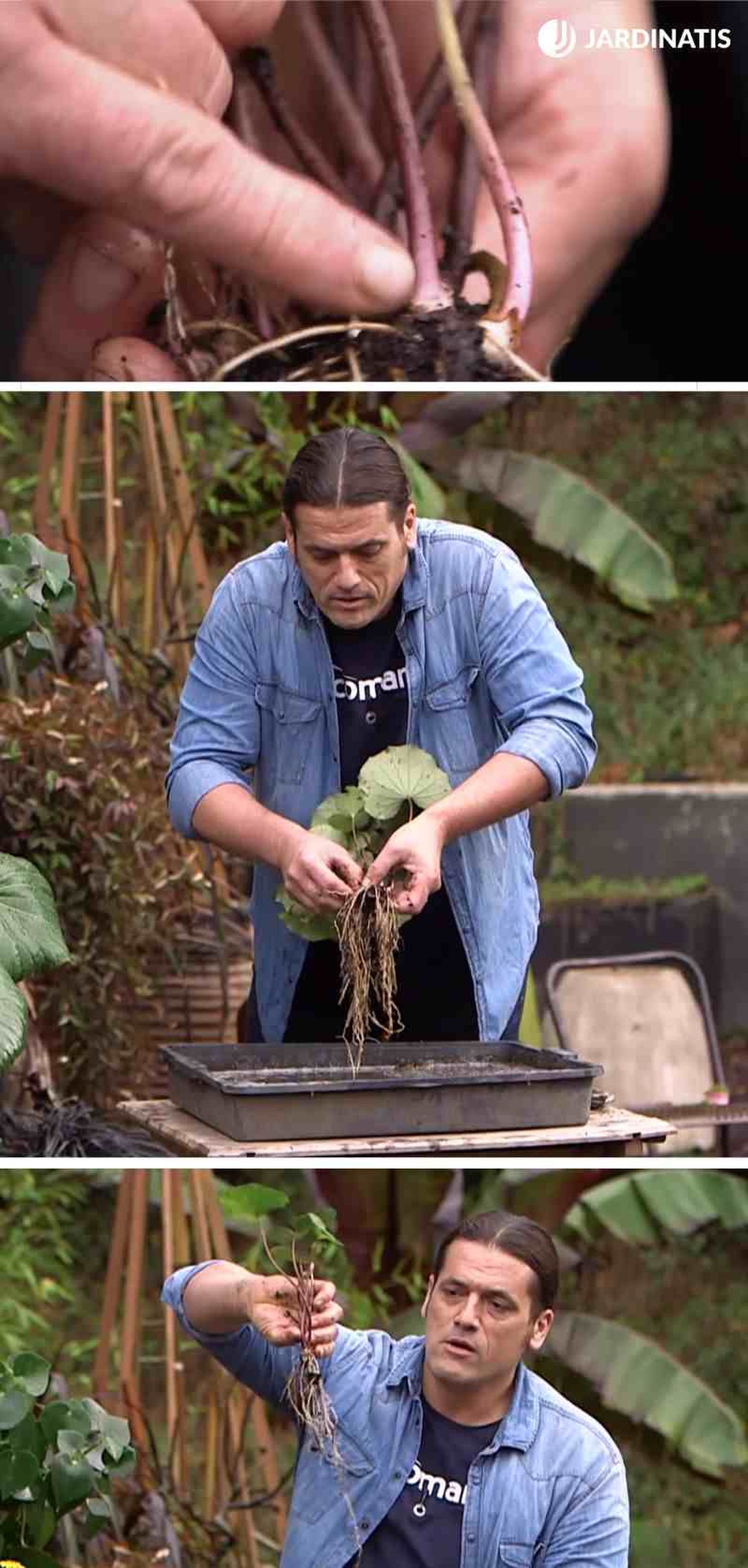 Multiplicar plantas vivaces por división de mata en agua protege sus raíces
