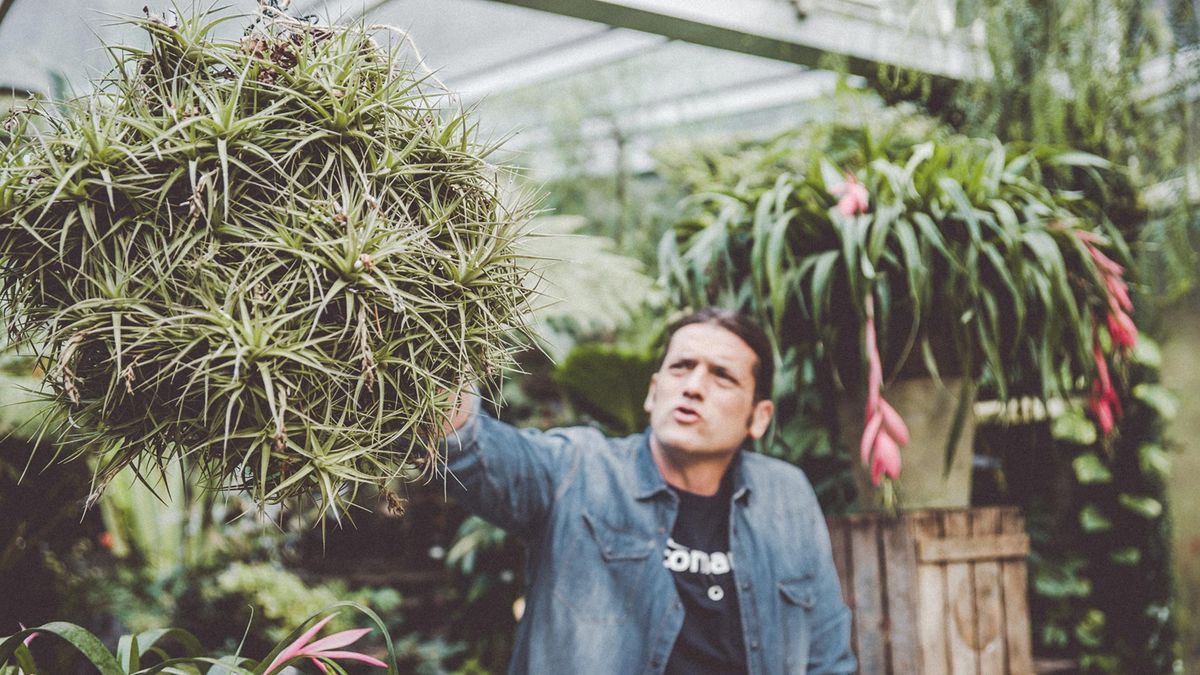 985 briconsulta claveles aire