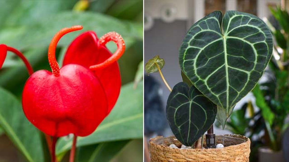 Anthuriumscherzerianum anthurium clarinervium
