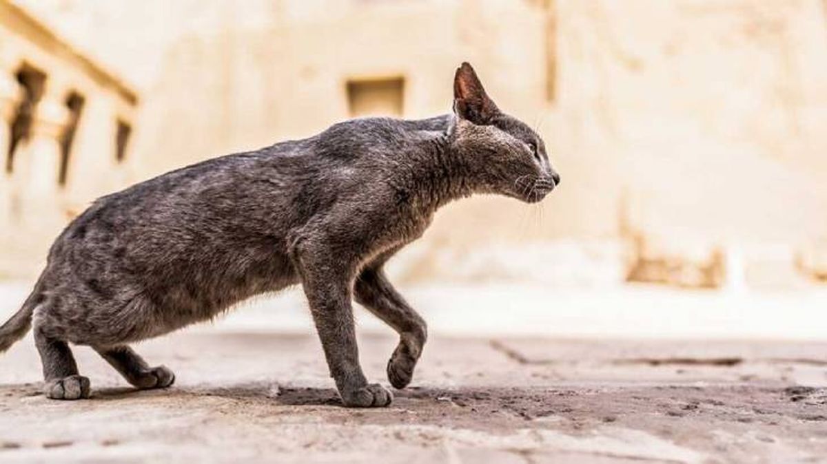 mascotas en el antiguo egipto 1 (1)