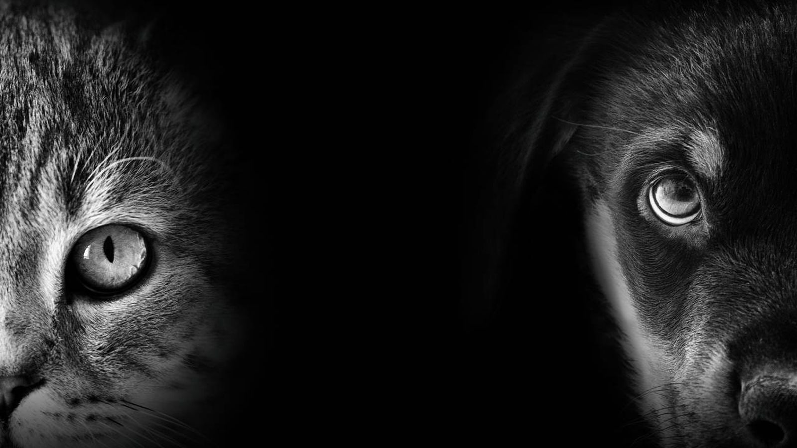 Tu personalidad determina si prefieres como mascota un perro o un gato