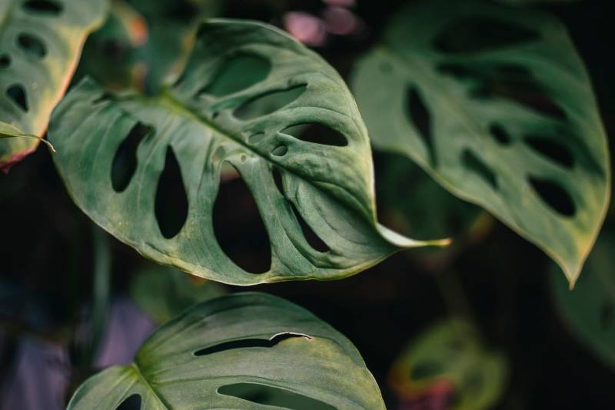 La Monstera Obliqua es una de las plantas más codiciadas y difíciles de encontrar.
