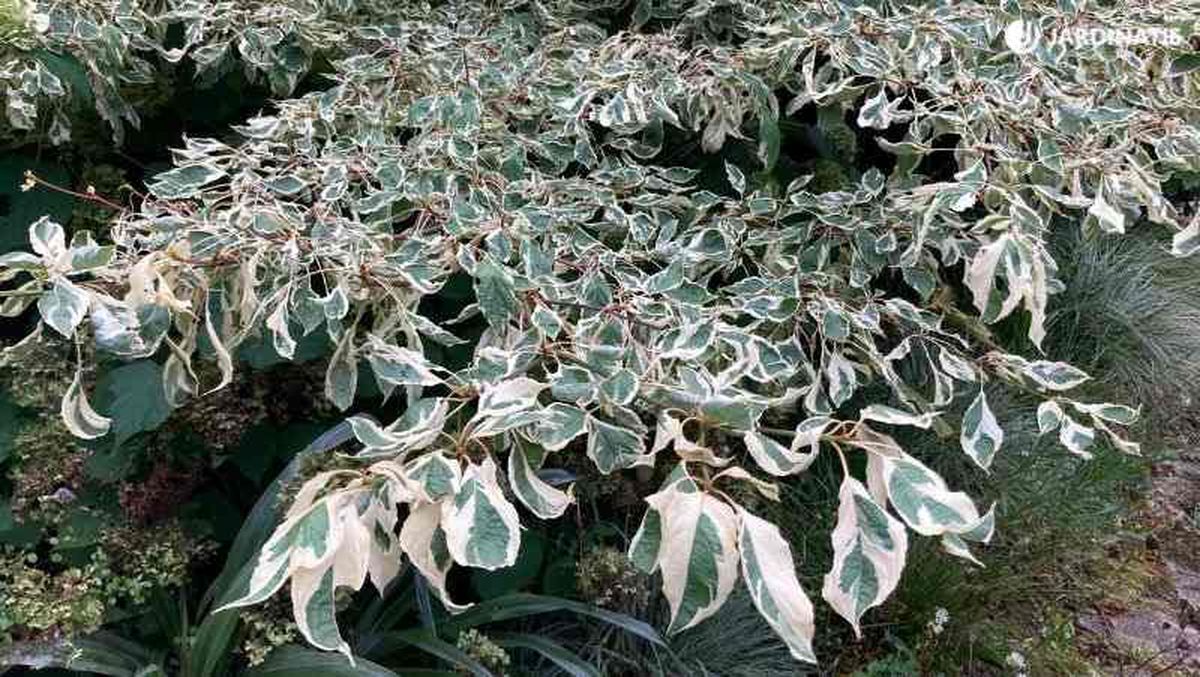 Hojas variegadas del Cornus Controversa Variegata